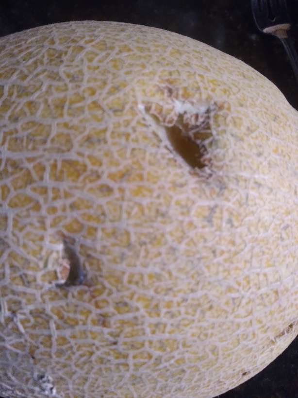 Easy methods to Inform When Cantaloupe Is Ripe Easy methods to Inform When Cantaloupe Is Ripe