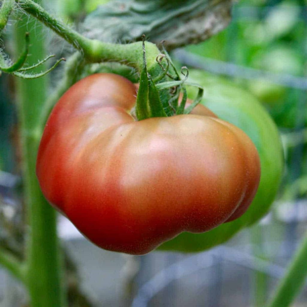 The way to Begin a Vegetable Backyard from Scratch