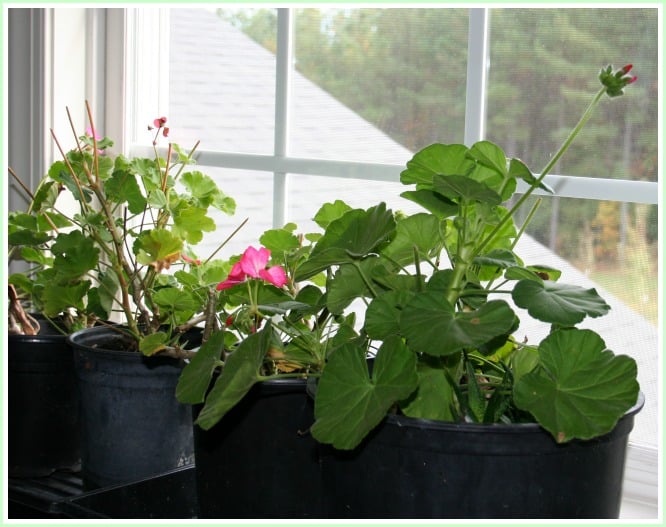 Winter Geranium Care – Dwelling Backyard Pleasure Winter Geranium Care – Dwelling Backyard Pleasure