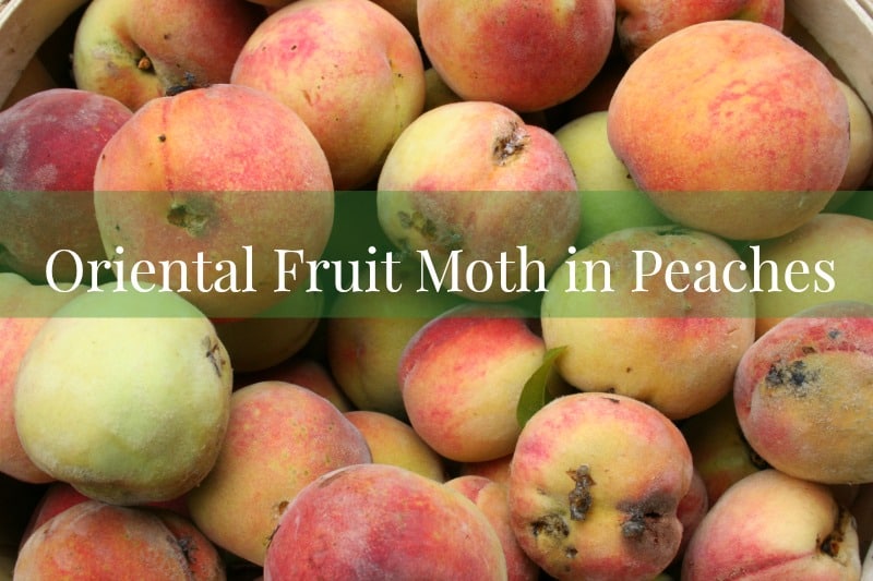 Oriental Fruit Moth in Peaches Oriental Fruit Moth in Peaches